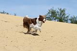 BORDER COLLIE 086